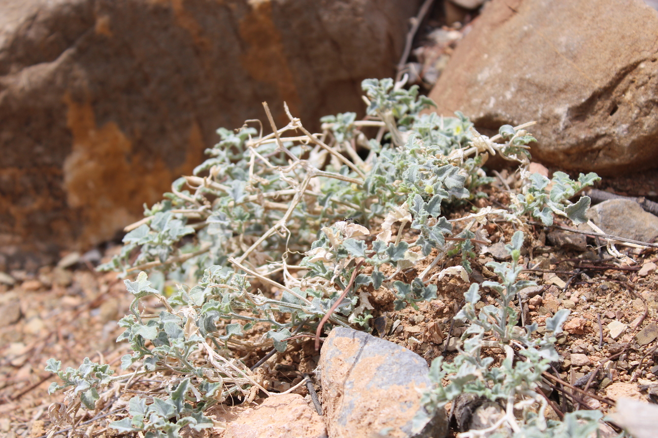 Plant Image